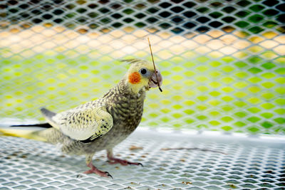 Close-up of parrot in cage