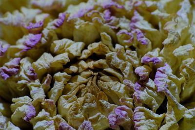 Full frame shot of purple flowering plant