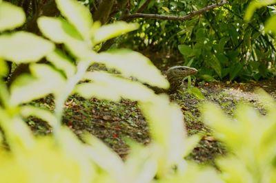 Close-up of lizard on moss