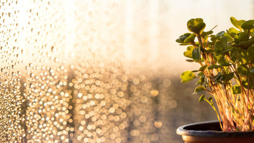 Young green sprouts seedlings arugula in plastic pot near the glass with drops at sunset.