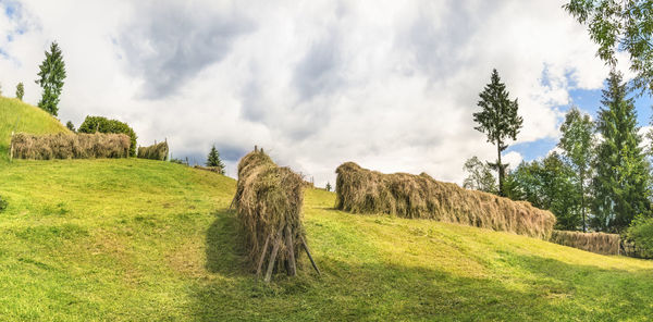 Panoramic view of trees on field against sky