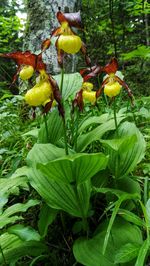 Close-up of yellow flowering plant