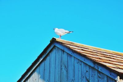 Low angle view of seagull perching on wood against clear sky