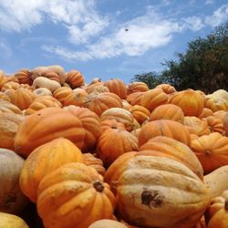 Close-up of pumpkins against sky