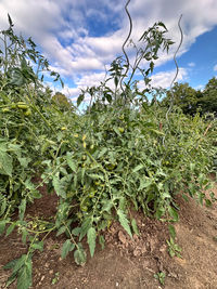 plant