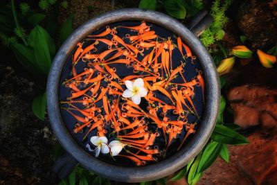 Directly above shot of pumpkin