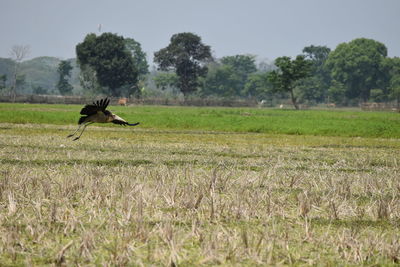 Horse on field against sky