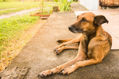 Dog resting on footpath