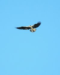 Low angle view of eagle flying in sky