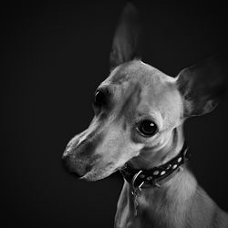 Close-up of a dog over black background