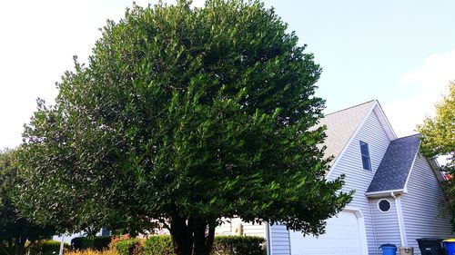 Low angle view of trees against sky