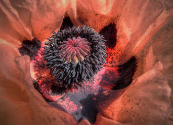 Close up of red leaf