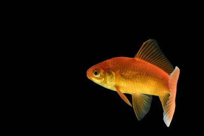 Close-up of fish in sea against black background