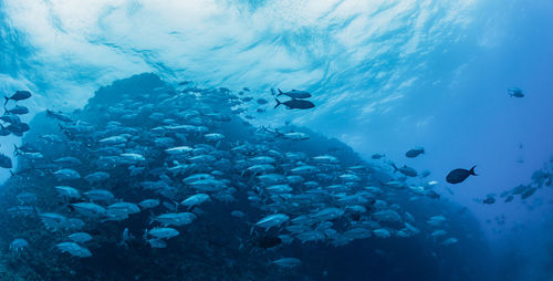 School of bigeye trevally, underwater photography