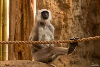 Monkey sitting on rock