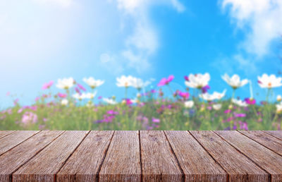 Close-up of pink flowering plants against blue sky