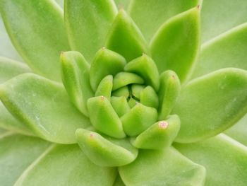 Full frame shot of succulent plant