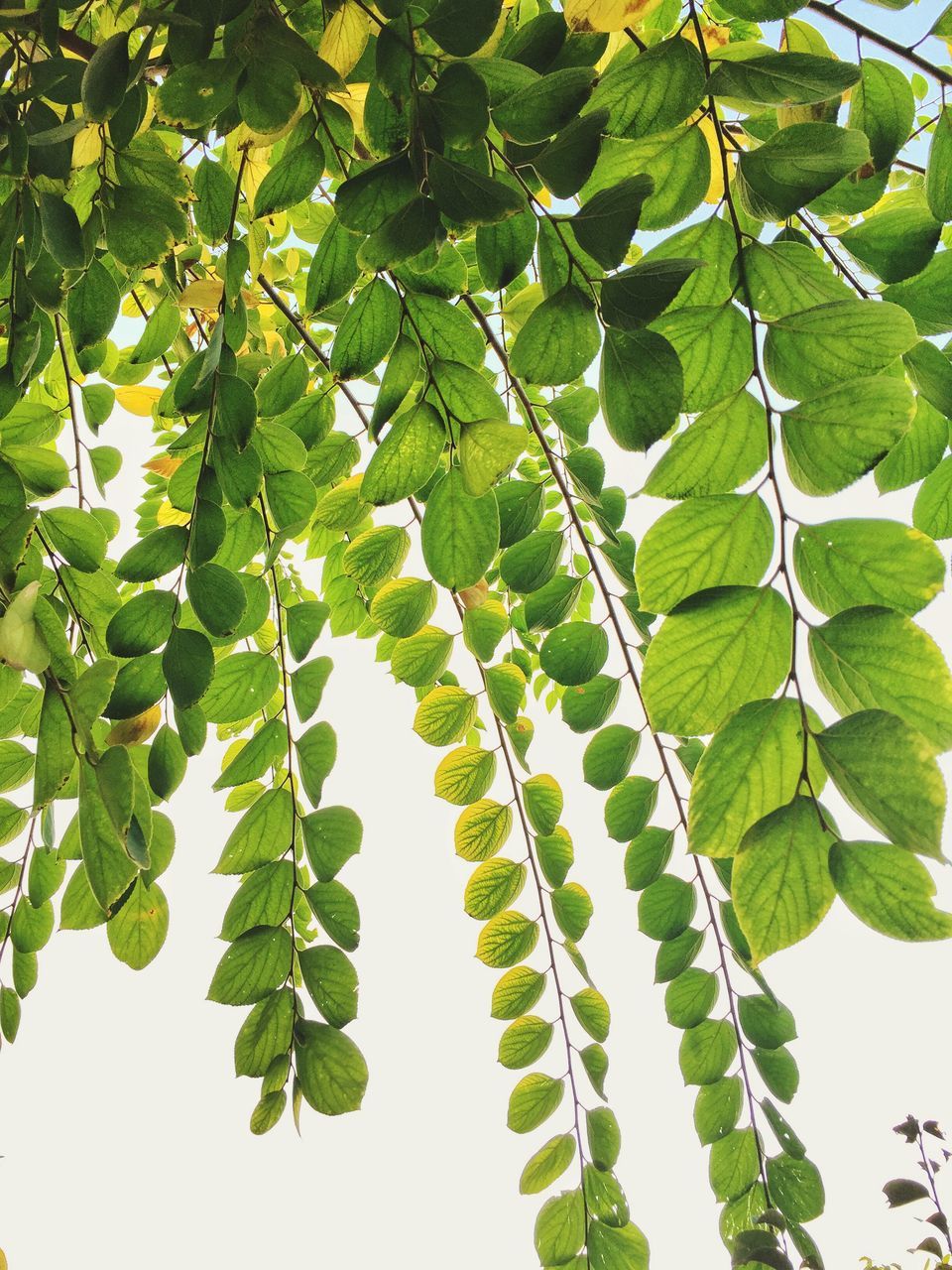 leaf, green color, growth, low angle view, nature, leaf vein, branch, plant, tree, close-up, beauty in nature, leaves, green, natural pattern, day, outdoors, tranquility, no people, freshness, botany