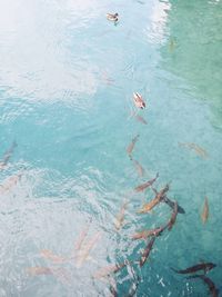 High angle view of fishes swimming in sea