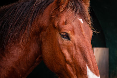 Brown lusitano horse, cute and happy animals, black background, details.