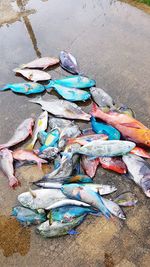 High angle view of fish on beach