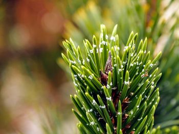 Close-up of conifer with beautiful bokeh background