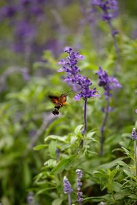 Bee pollinating on flower