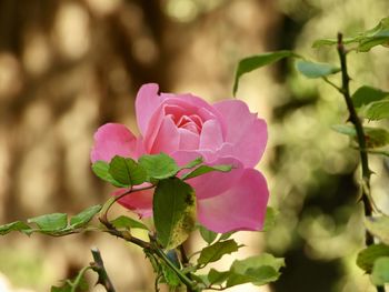 Close-up of pink flowering plant