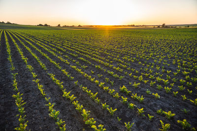 Scenic view of agricultural field against sky during sunset