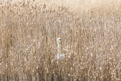 Full frame shot of crops on field