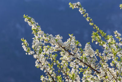 Low angle view of cherry blossoms in spring