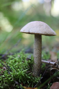 Close-up of mushroom growing on field