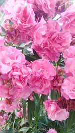 Close-up of pink flowers blooming outdoors