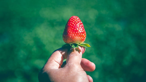 Midsection of person holding strawberry