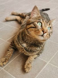 High angle portrait of a cat