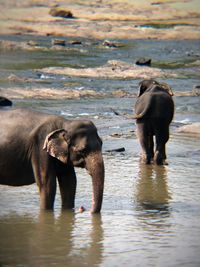 Full length of elephant drinking water in lake