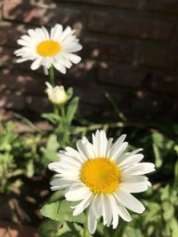 Close-up of white daisy flower