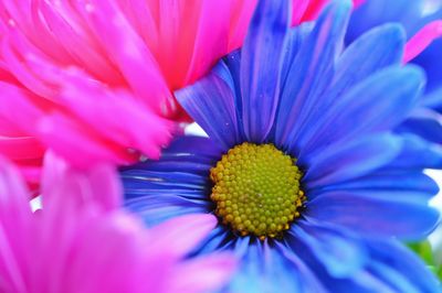 Close-up of purple flower