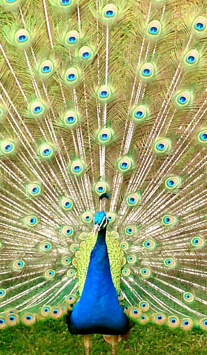 peacock, peacock feather, full frame, feather, backgrounds, animal themes, blue, fanned out, multi colored, bird, close-up, wildlife, pattern, natural pattern, one animal, male animal, beauty, purple, animals in the wild, outdoors