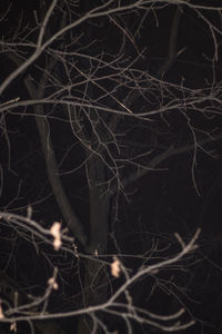 Full frame shot of spider web