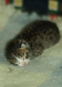 Close-up of cat relaxing outdoors