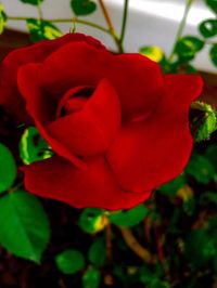 Close-up of red rose blooming outdoors