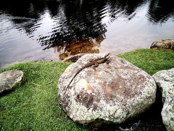 High angle view of snake on rock by lake