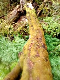 Moss growing on tree trunk