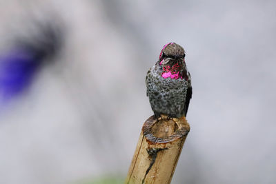 Close-up of bird perching on wooden post