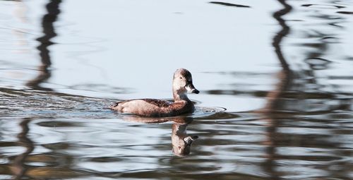 Close-up of swan swimming on lake