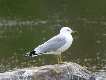 Seagull perching on wooden post