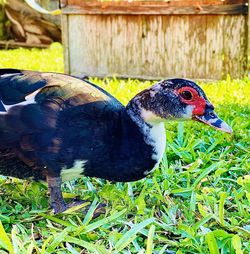 Close-up of a duck