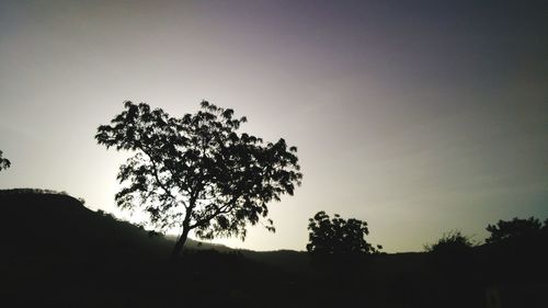 Low angle view of silhouette trees against clear sky