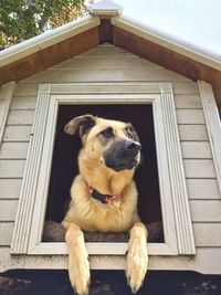 Portrait of dog looking through window of house